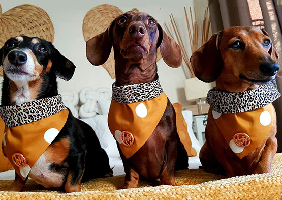 the dogs butcher delivery