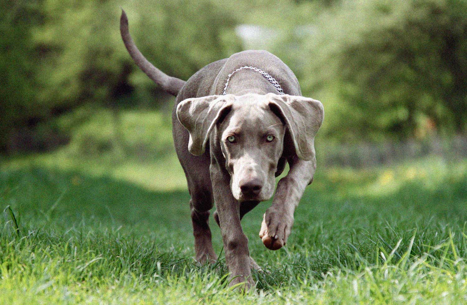 Dog running through grass towards camera