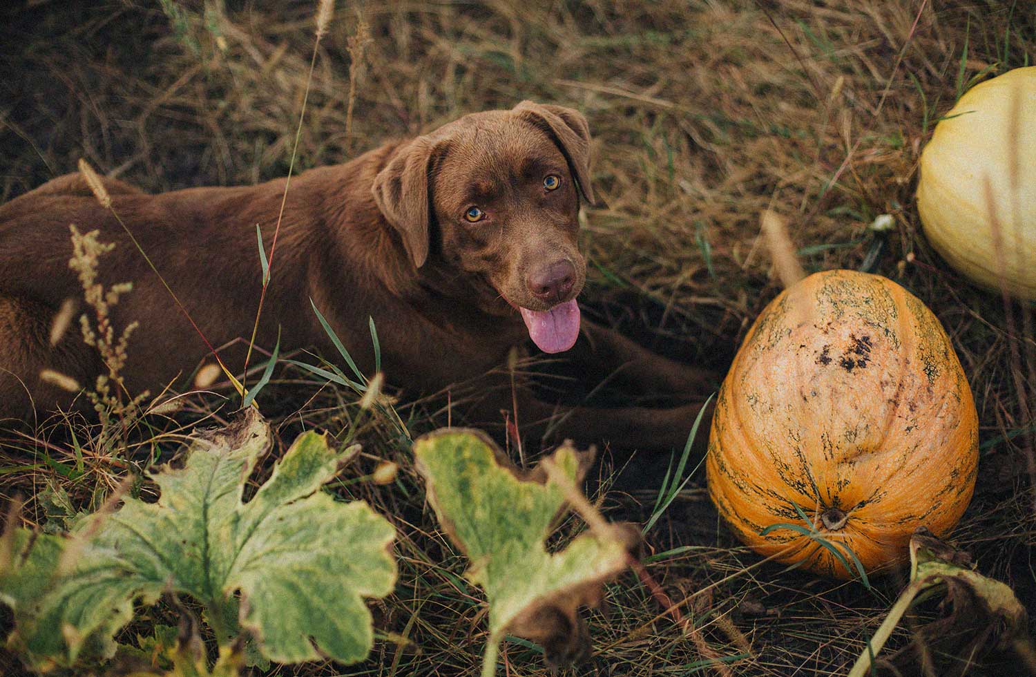 Dog laying down next to a pumpkin