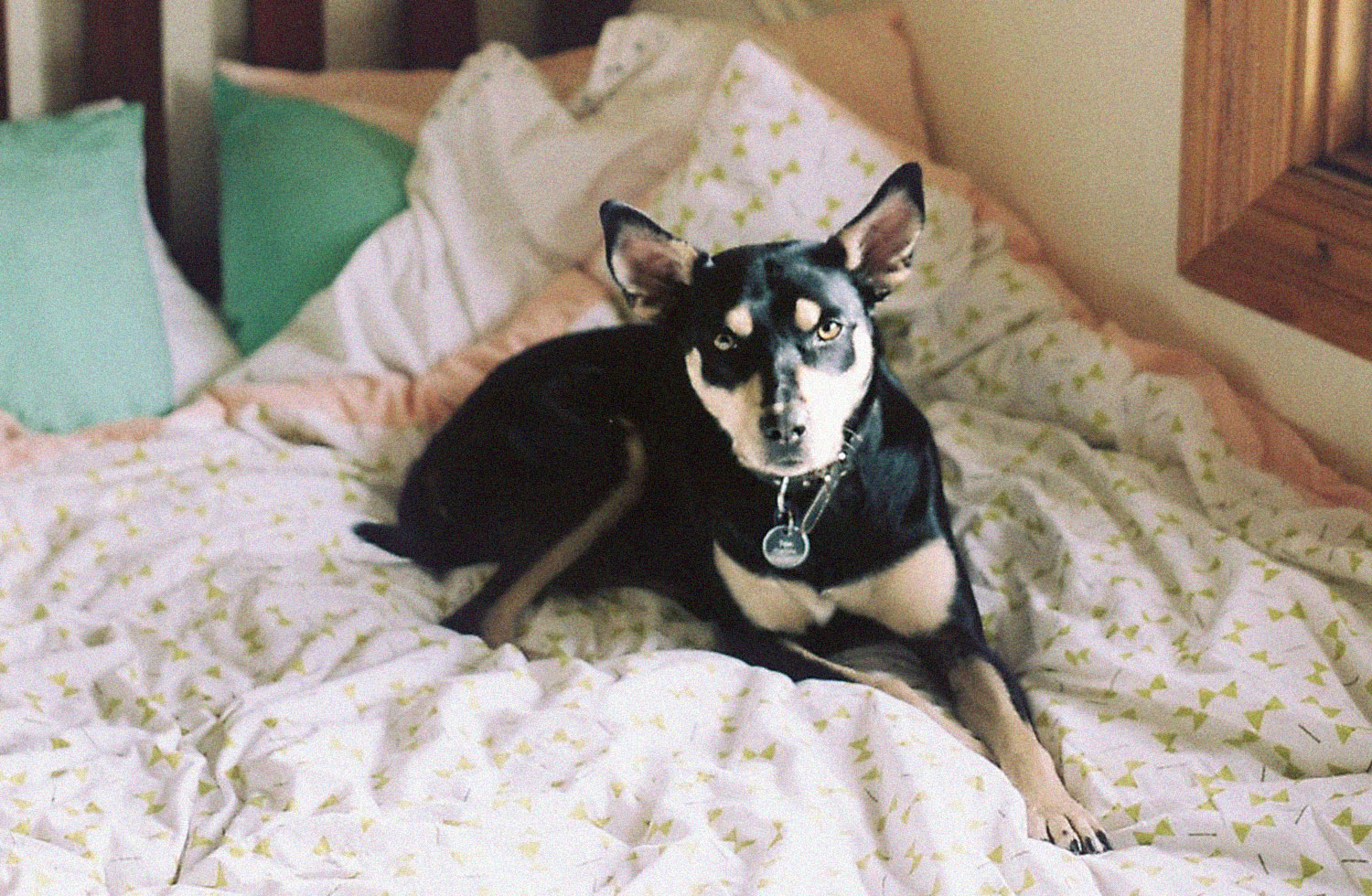 Tex relaxing on bed