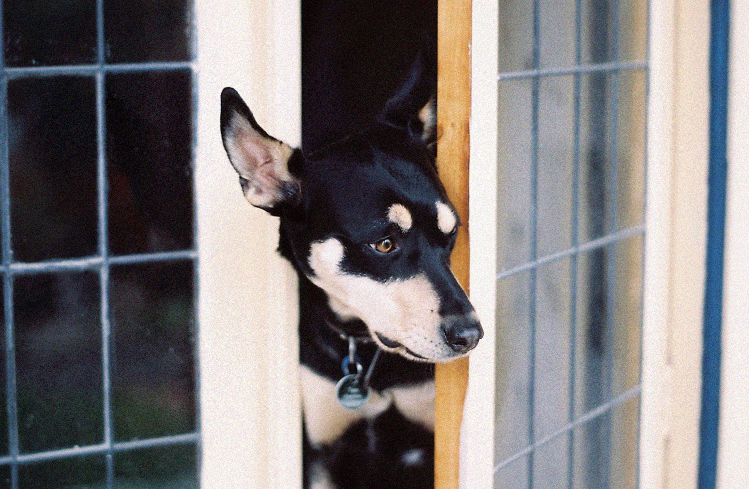 Tex looking out open door