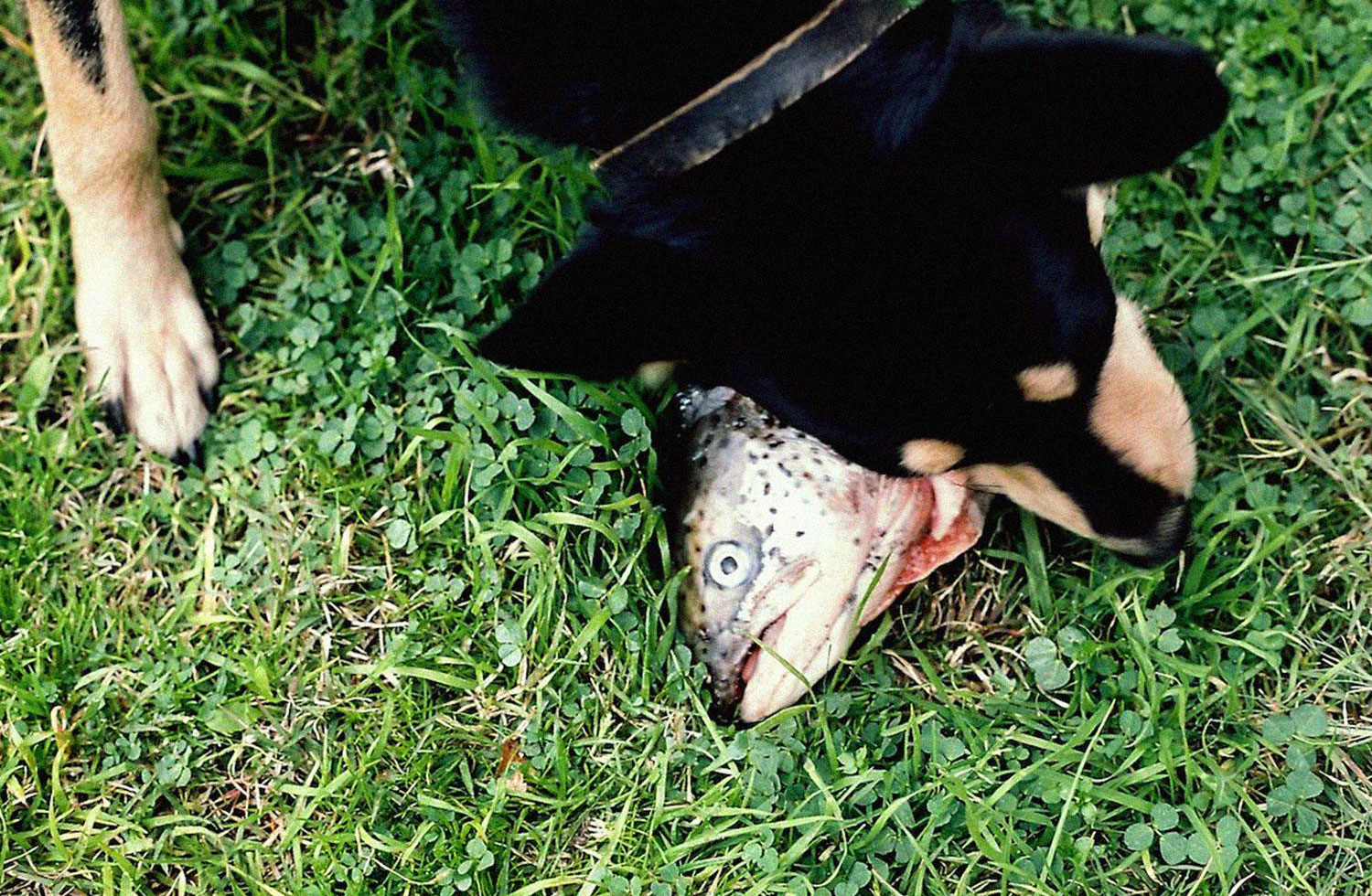 Tex chewing on raw whole fish