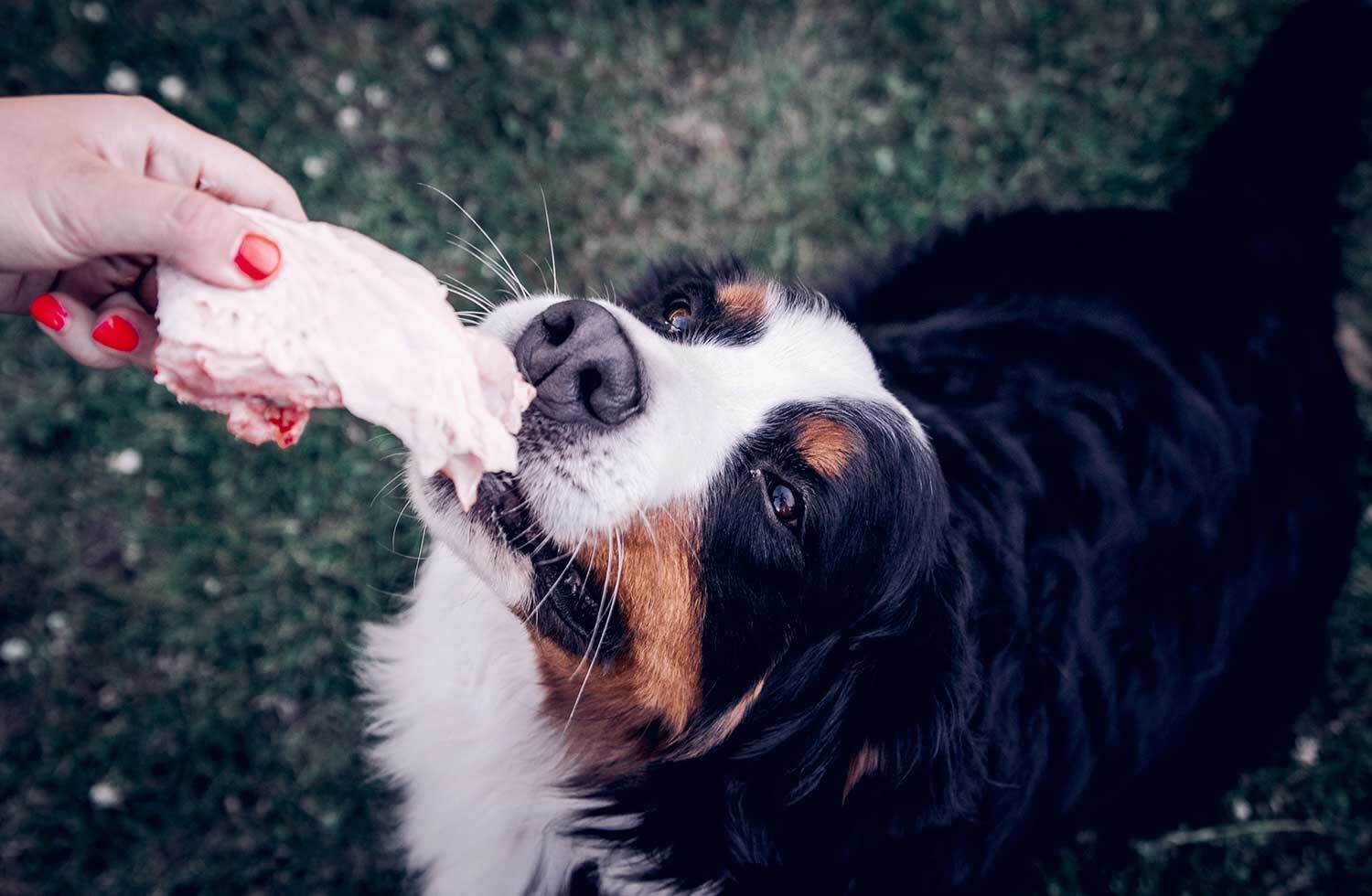 Bernese mountain dog about to eat raw bone