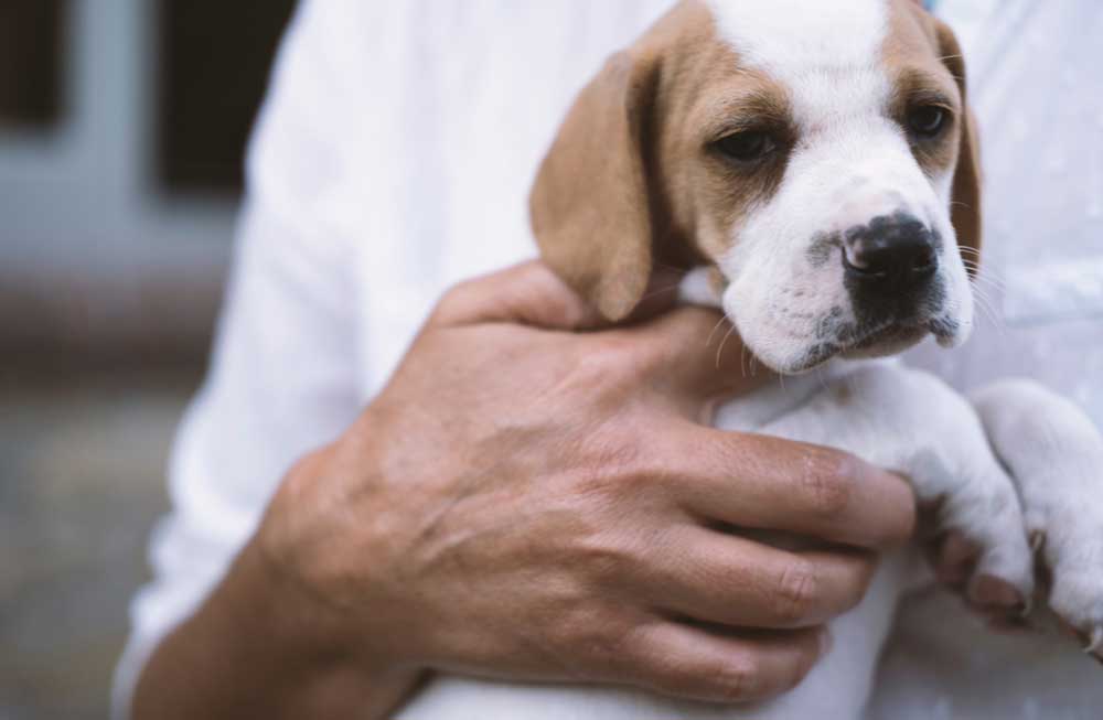 Puppy in the arms of human