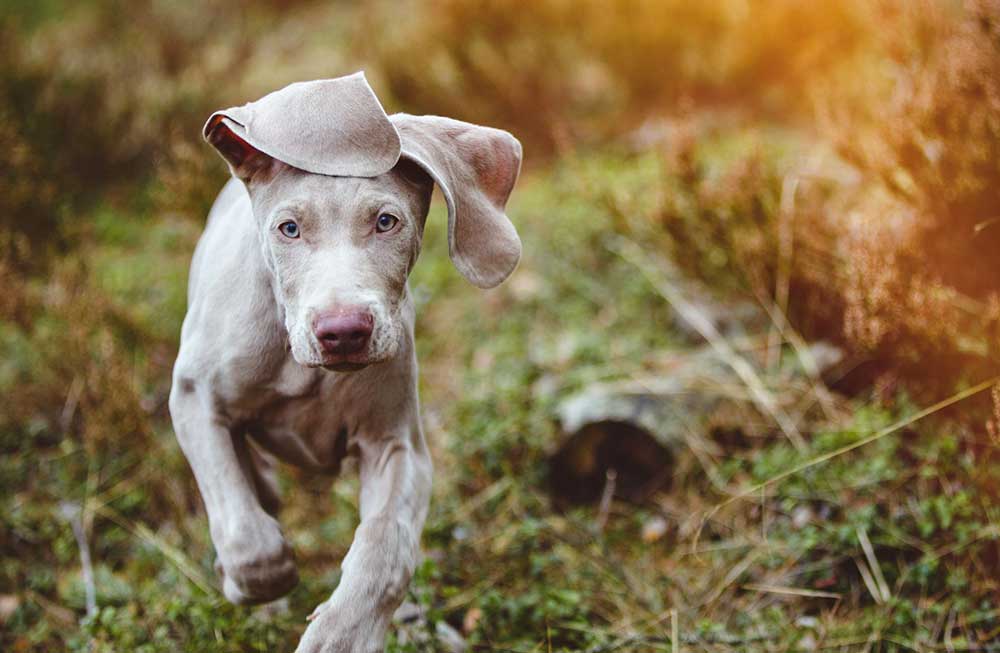 puppy running outdoors towards camera