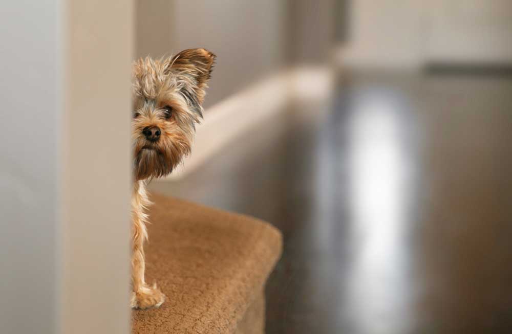 Puppy looking around corner in house