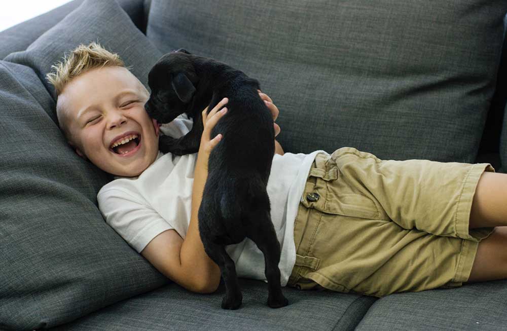 Young male child with black puppy licking his face on the couch