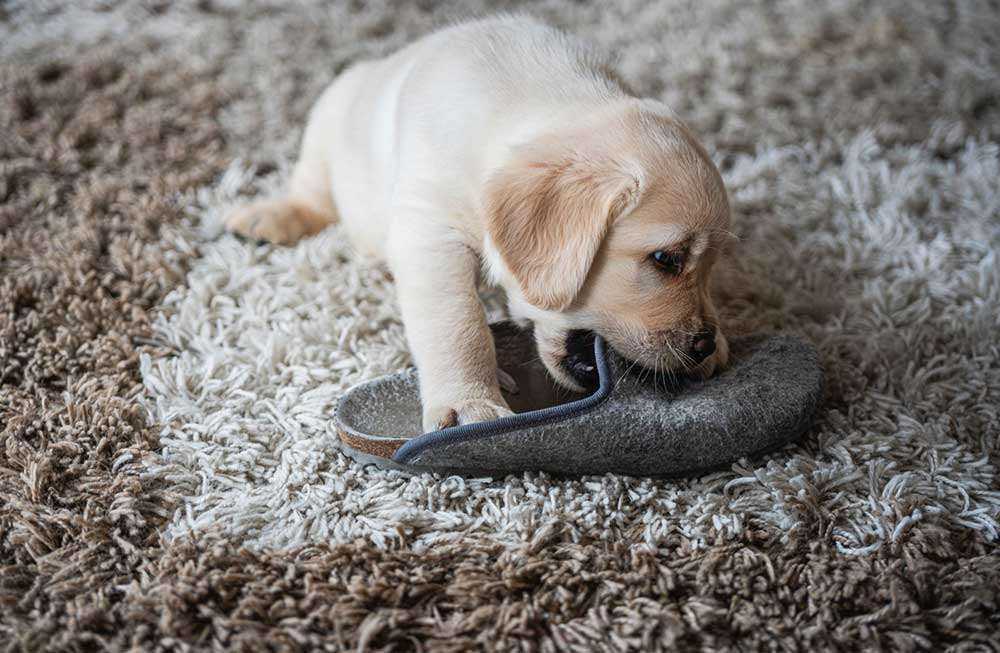 Puppy chewing on slipper