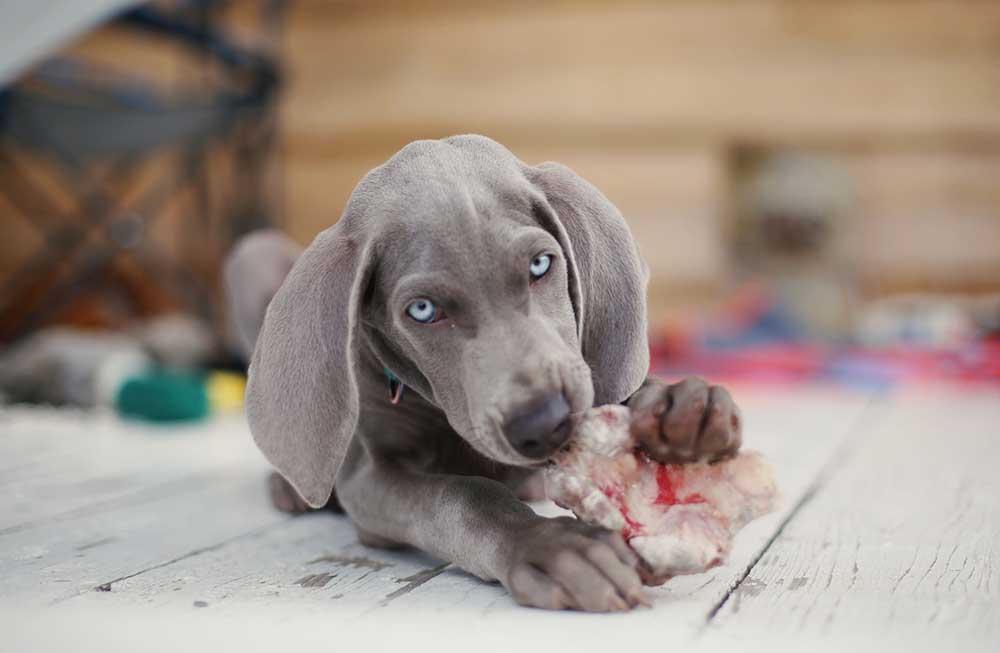 Puppy chewing on raw bone