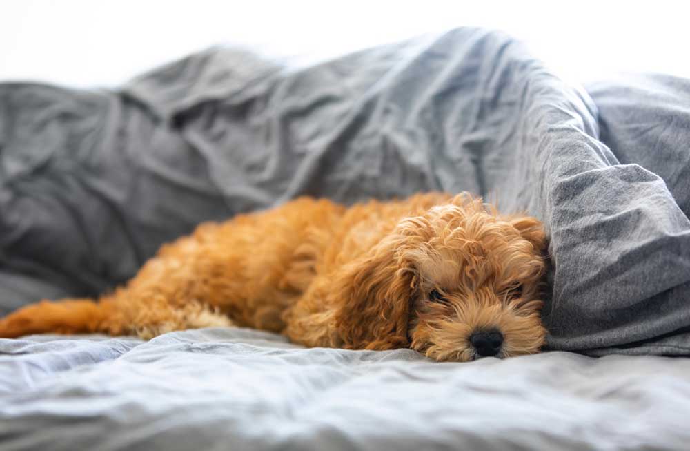 Oodle pup relaxing on bed