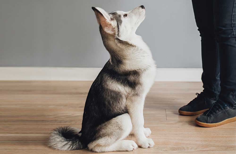 Husky pup in sit position looking at owner