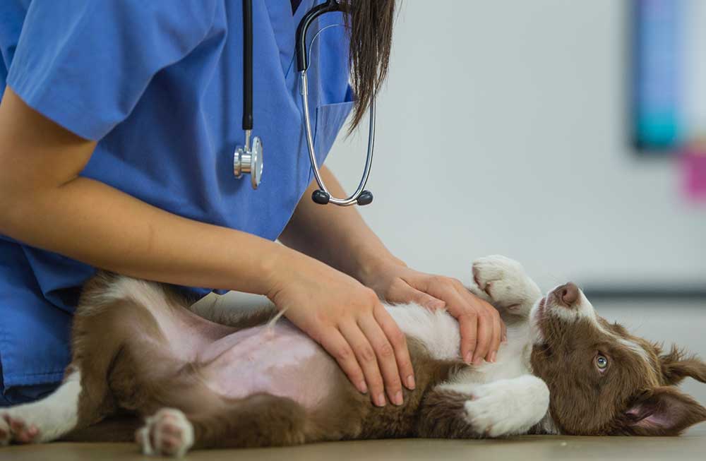 vet doing physical examination of puppy lying on it's back
