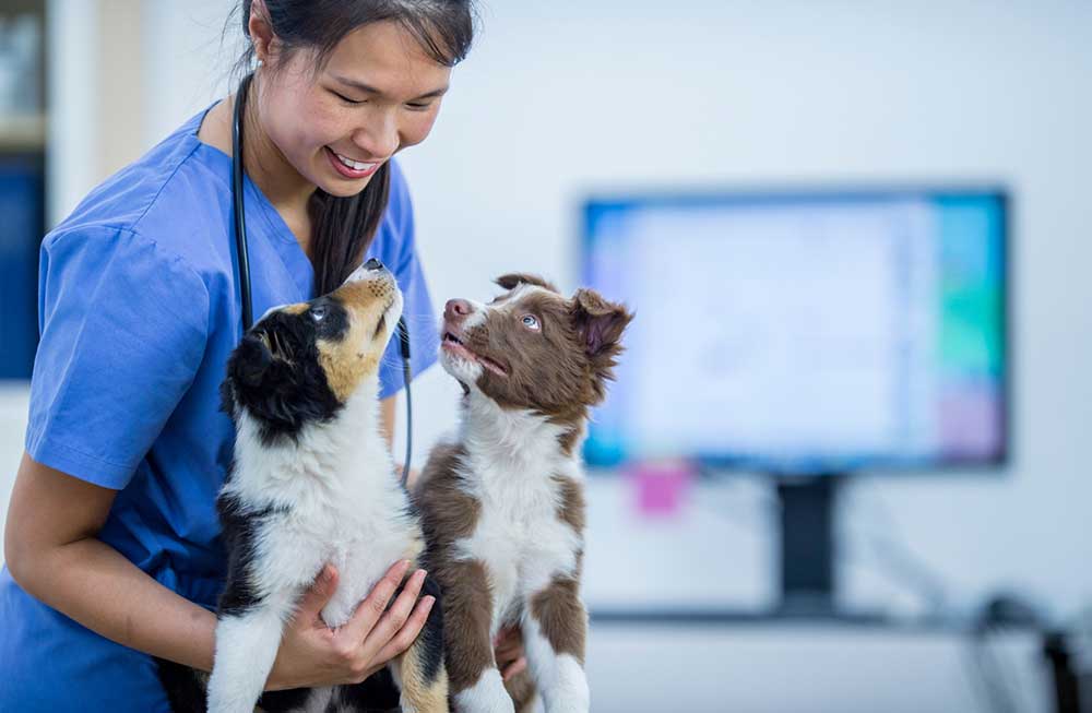 vet holding two puppies