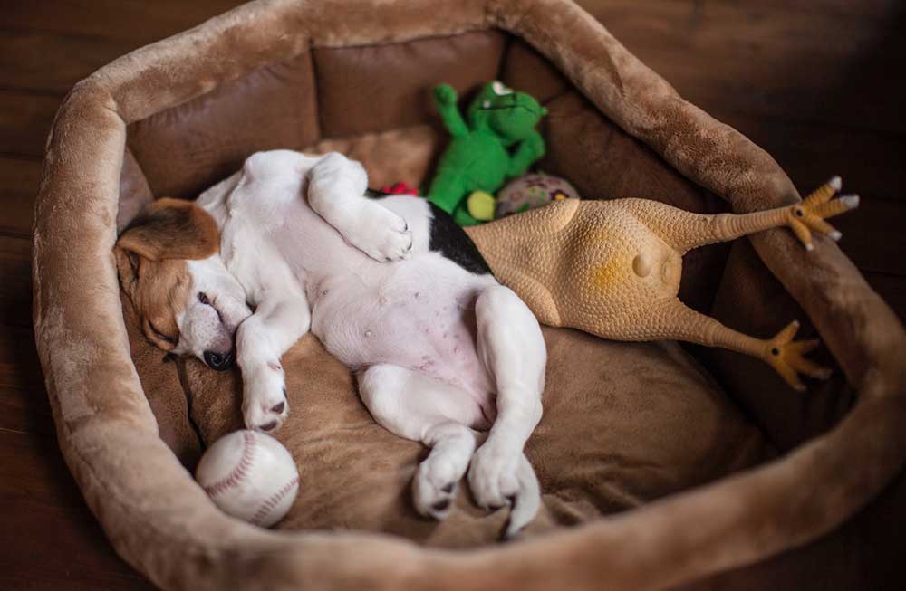 puppy sleeping in dog bed with toys
