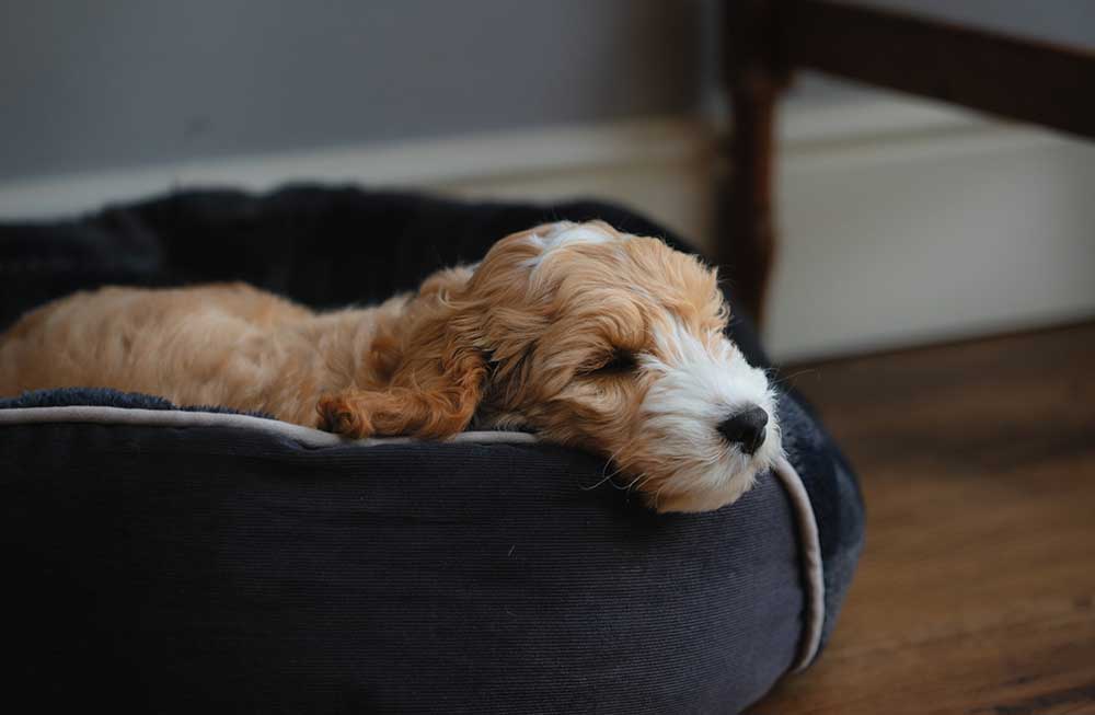 Puppy sleeping in navy dog bed