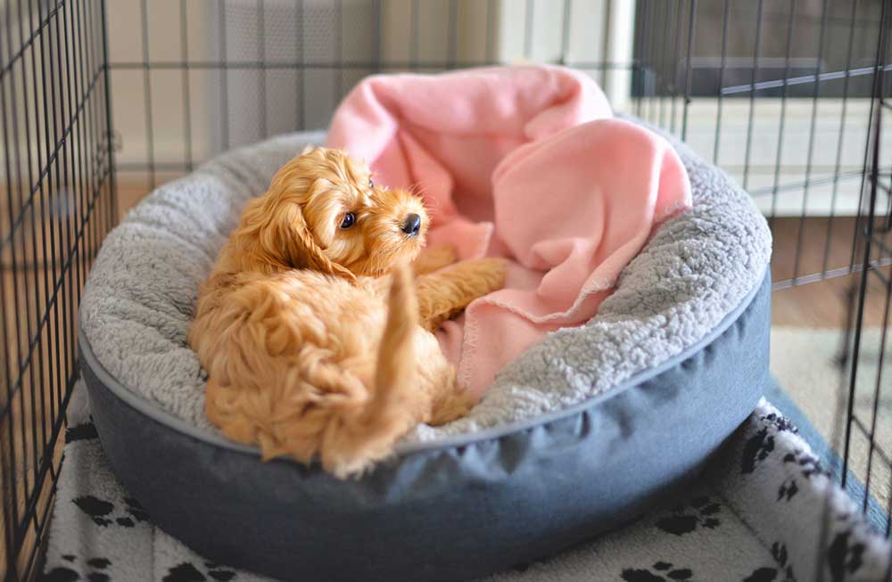 Puppy in dog bed with pink blanket in a crate
