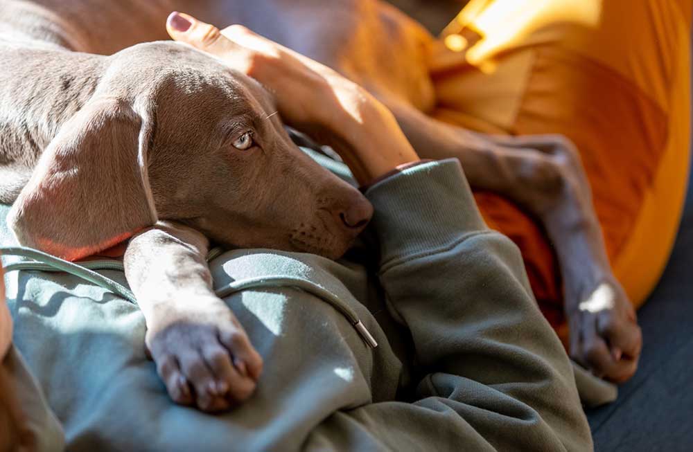 dog resting on top of owner on lounge