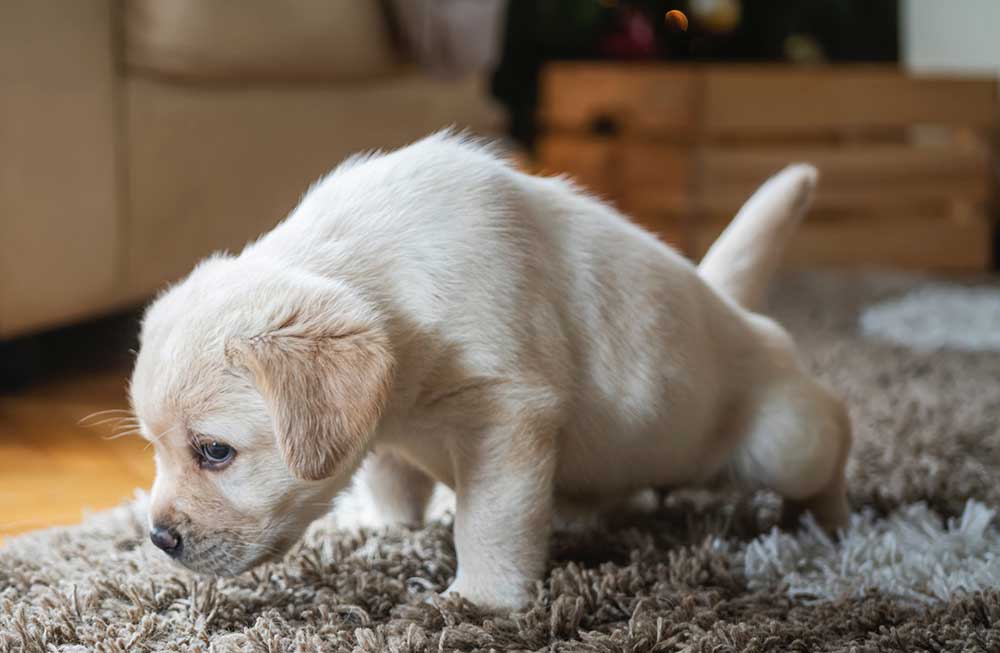 Puppy urinating on rug