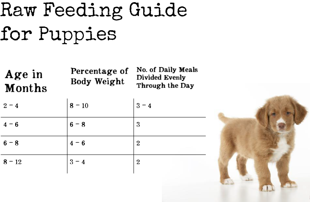 Raw feeding guide table for puppies