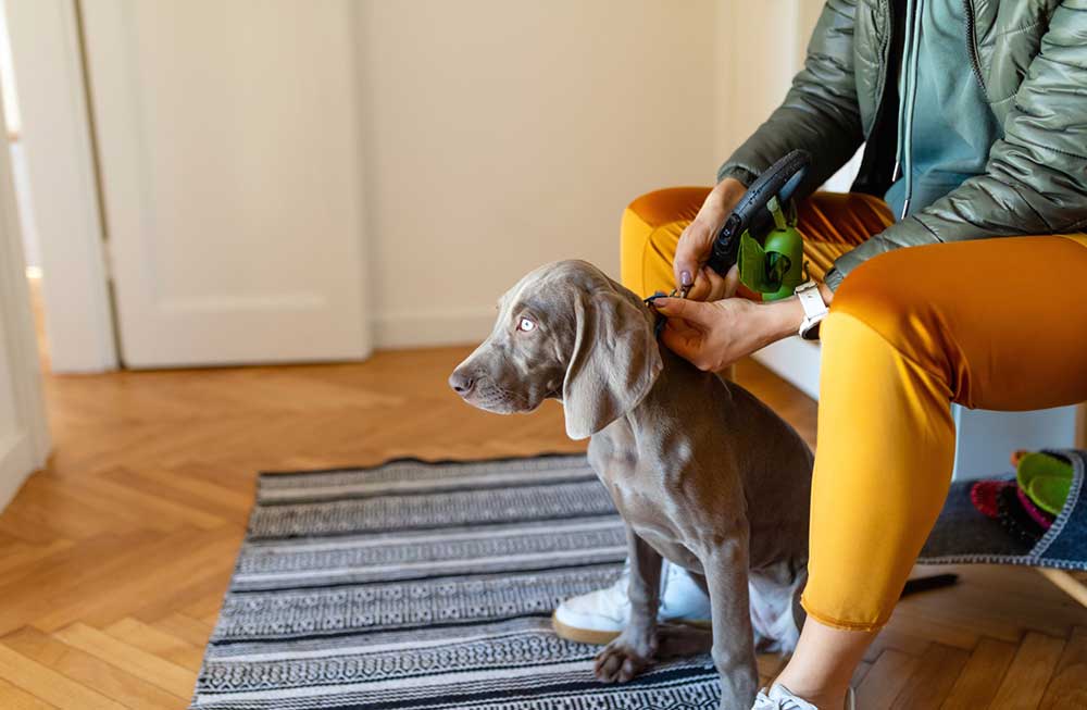 Owner putting leash on puppy ready to go for walk