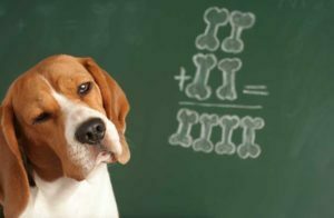 Dog with blackboard that has dog bone illustration of 2 + 2 = 4