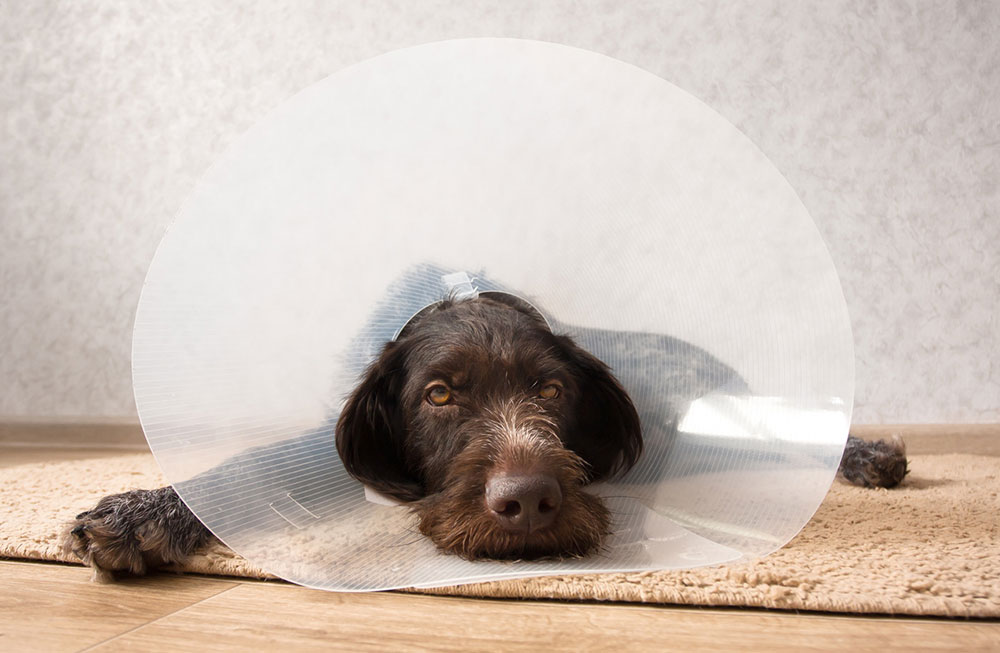 Dog laying down with cone on head