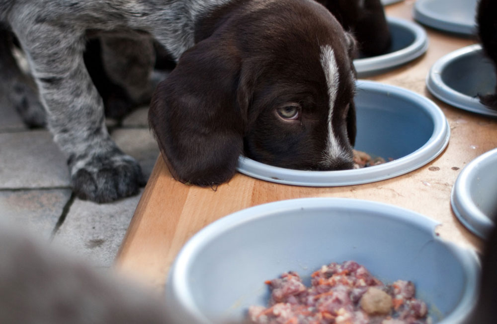 Puppy eating raw meal