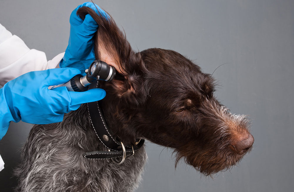 Vet conducting ear inspection