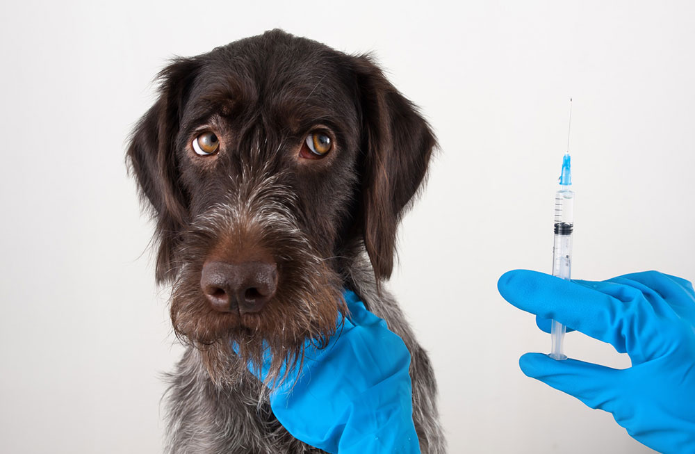 Vet holding needing in right hand, dog in left hand