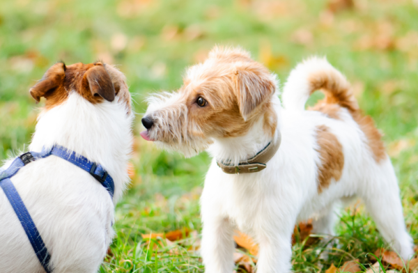 How to introduce a new dog to your existing dog - The Butcher's Dog