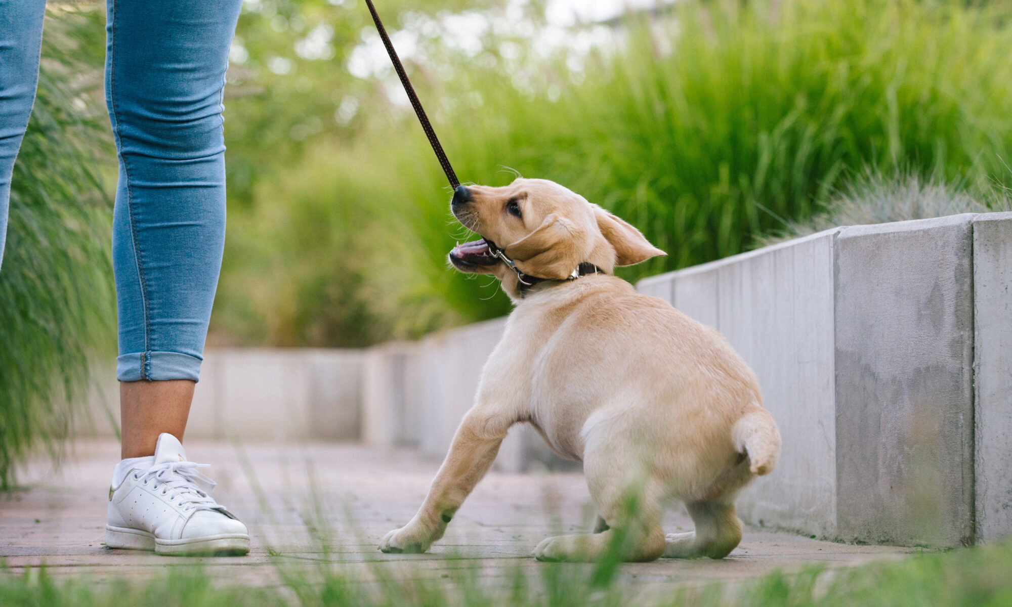 Labrador puppy tugs and bites at the leash