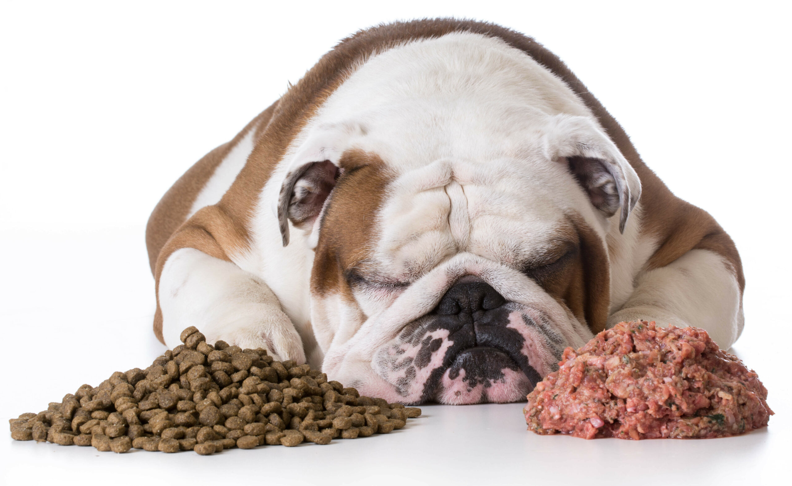 Diabetes in Dogs