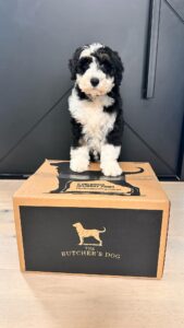 The Butcher's Dog Rosie